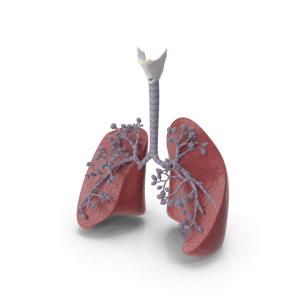 Respiratory System And Alveoli.G02.2k