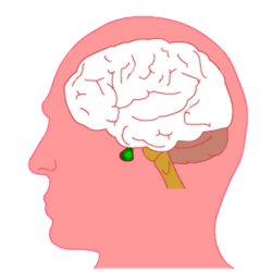 brain