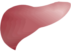 liver